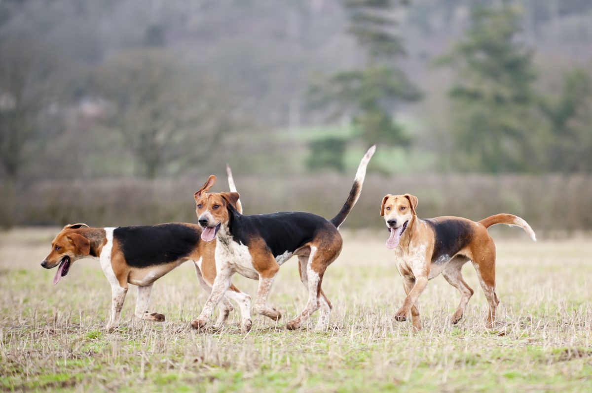 How fast can store a foxhound run