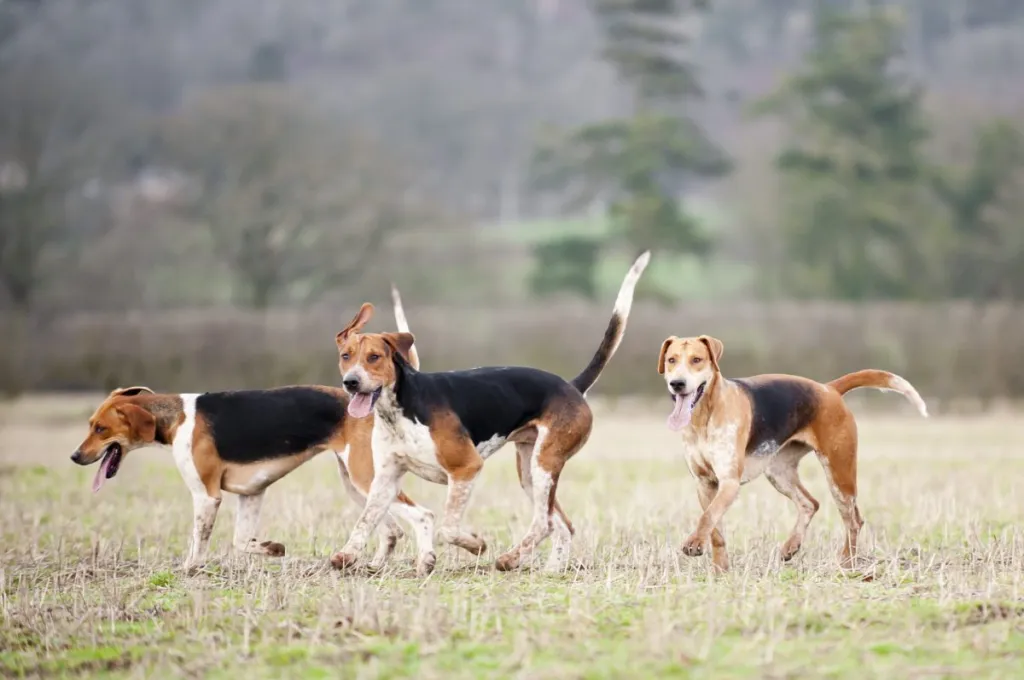 English foxhounds in the British countryside