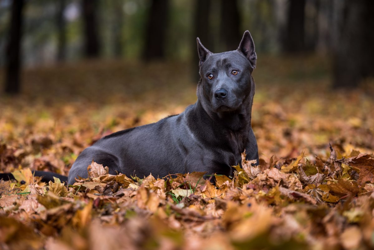 Thai store ridgeback hunting