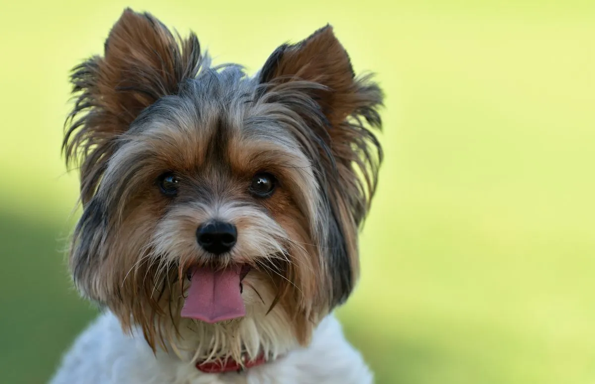 Yorkshire best sale terrier smiling