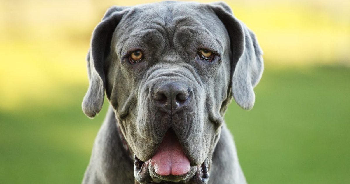happy neapolitan mastiff