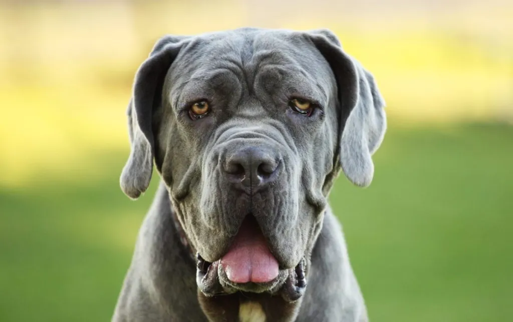 Grey, black and brown puppies breed Neapolitana Mastino. Dog handlers  training dogs since childhood. Stock Photo by ©sergio51143.mail.ru 133247778