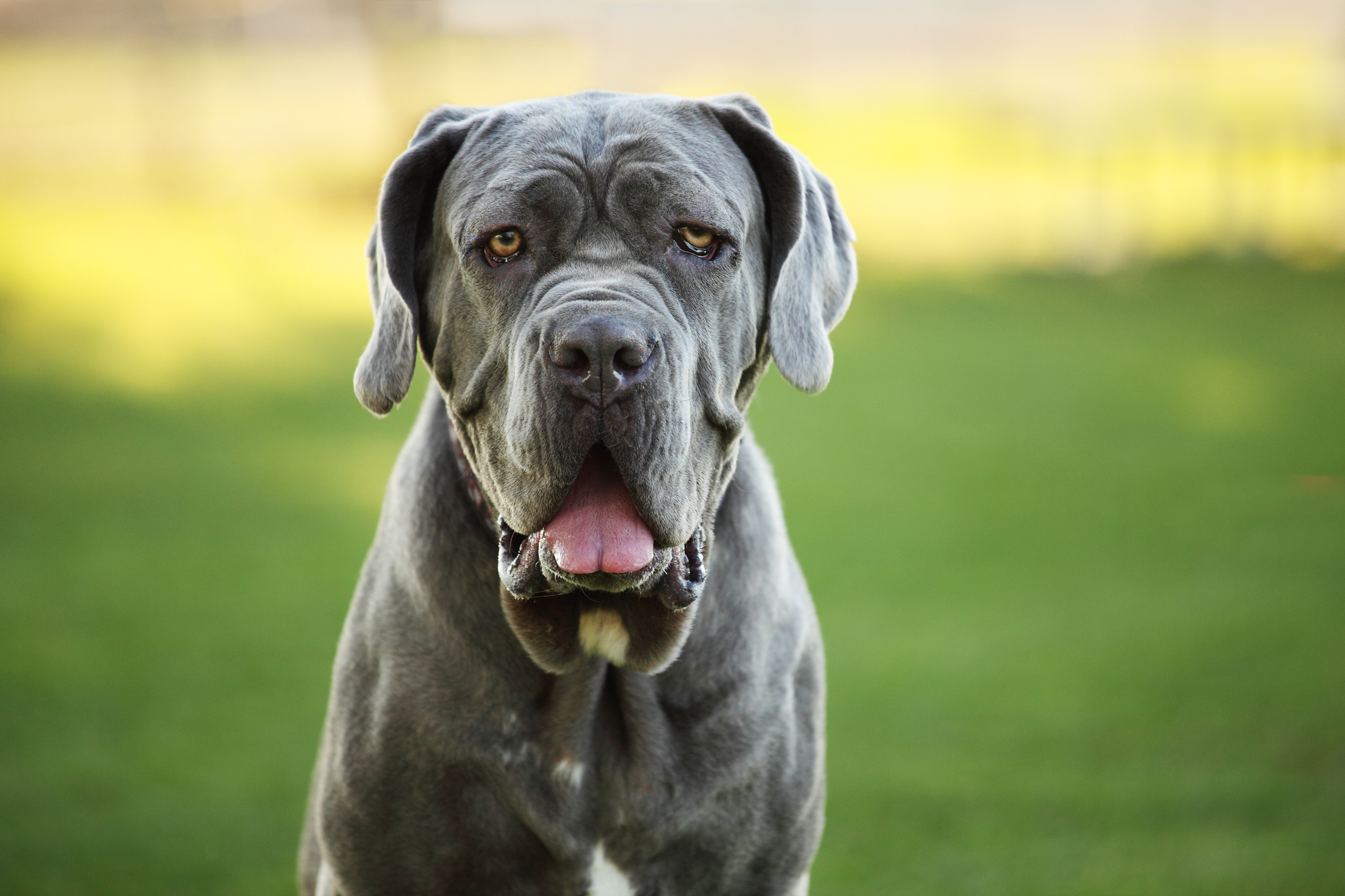 Neapolitan 2024 mastiff temperament