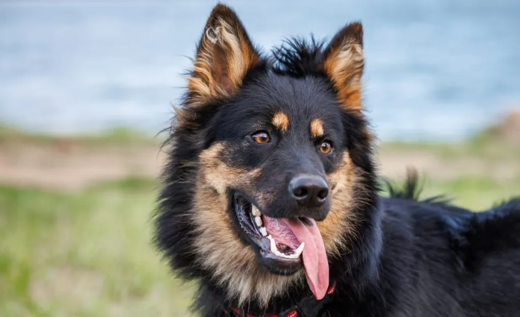 Australian Shepherd Dog Breed Information & Characteristics