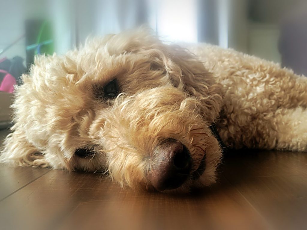 close-up of Goldendoodle lying on floor