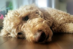 close-up of Goldendoodle lying on floor