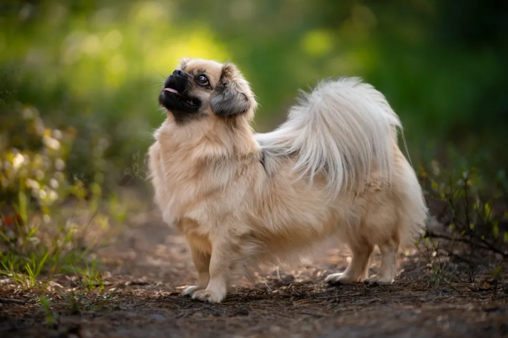 Portrait of a Tibetan Spaniel dog