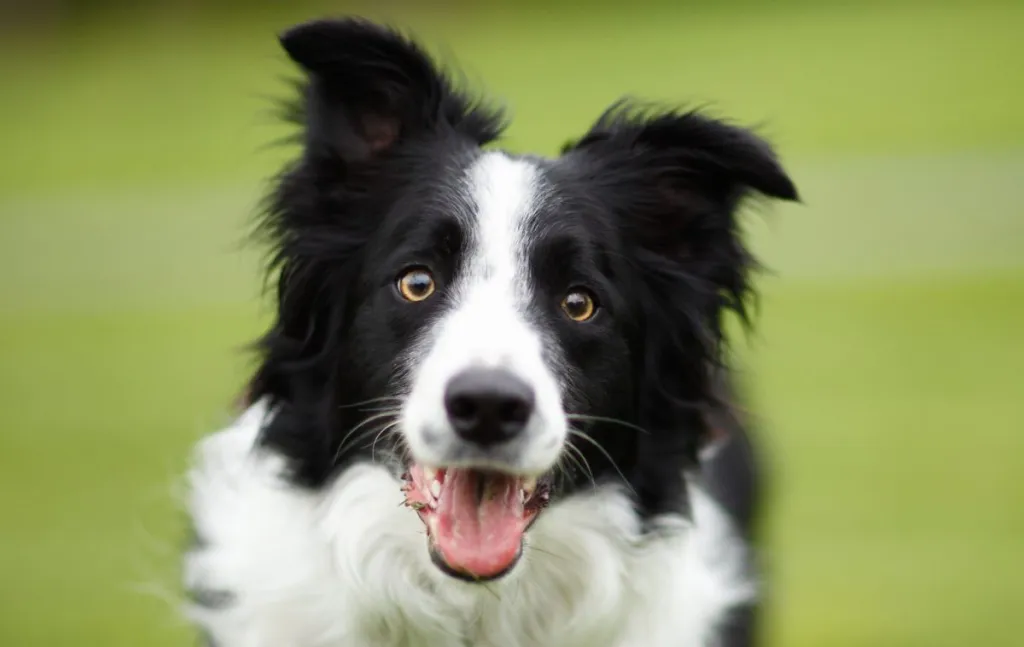 Border collie smiling