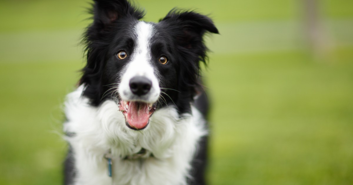 Border Collie Dog Breed Information & Characteristics