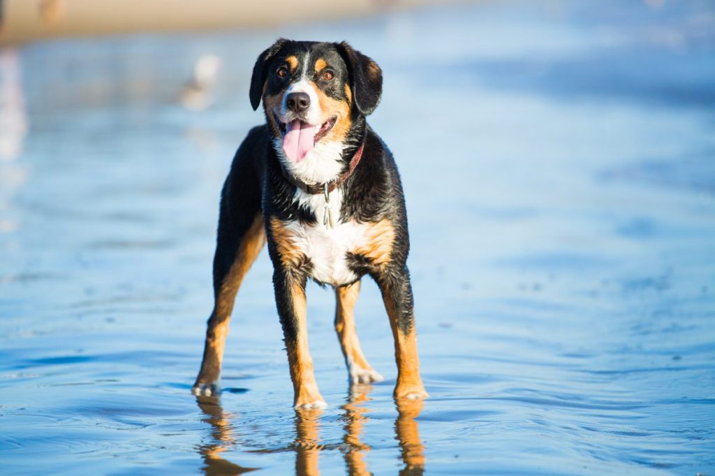 Entlebucher Mountain Dog at the beach