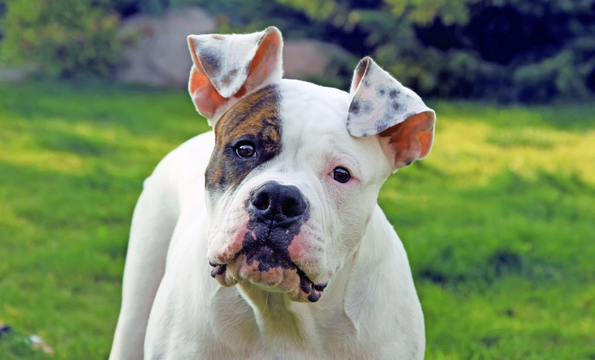 American bulldog best sale family dog