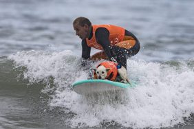 Sugar riding on surf board at 2023 surf dog surf-a-thon