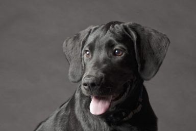 close-up of black lab puppy with tongue sticking out
