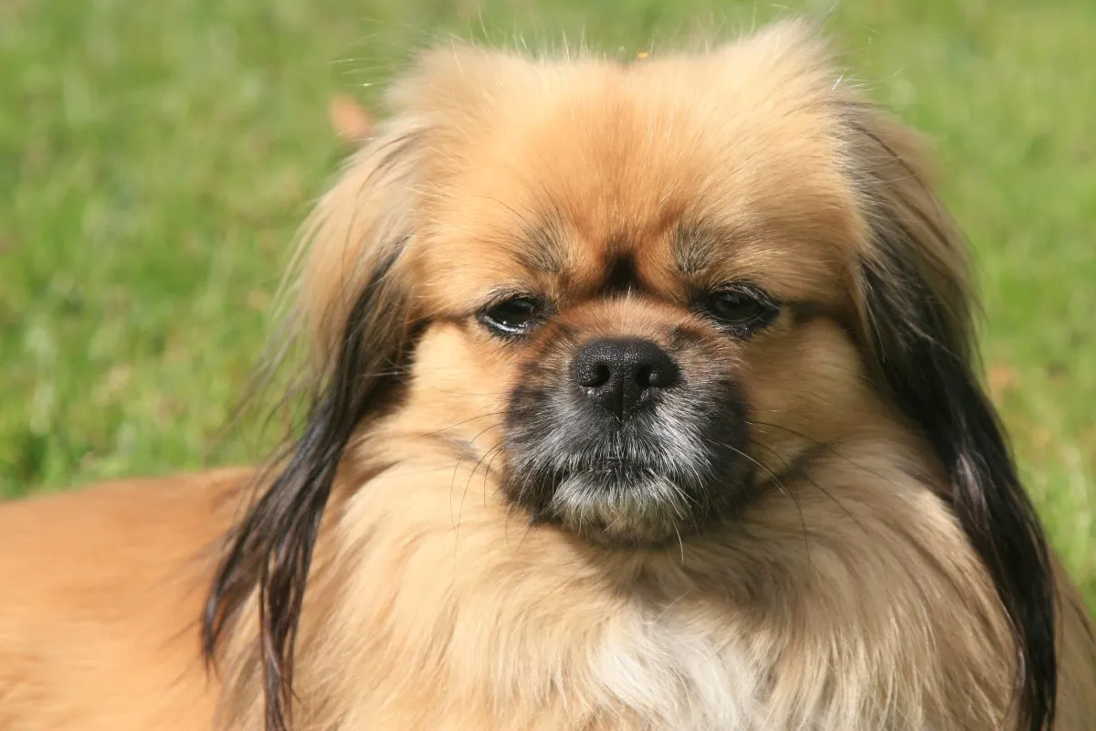 Tibetan spaniel black and 2024 tan