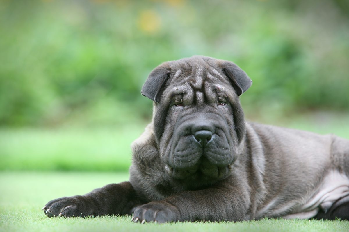 Black chinese shar pei clearance puppy