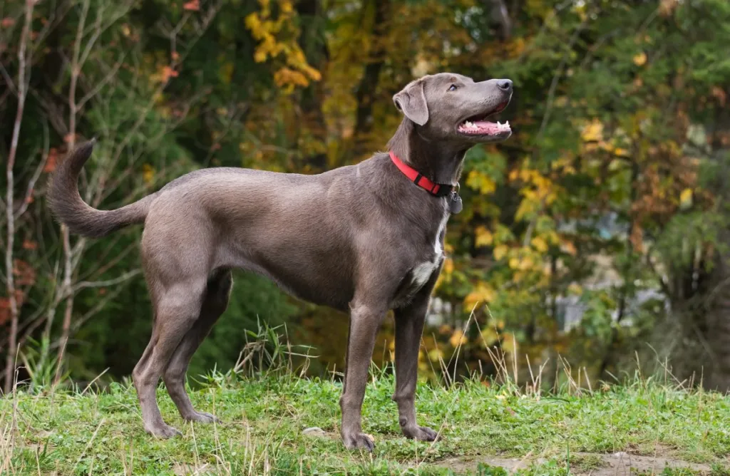 A Blue Lacy, the Texas State dog, stands attentively against autumn foliage.