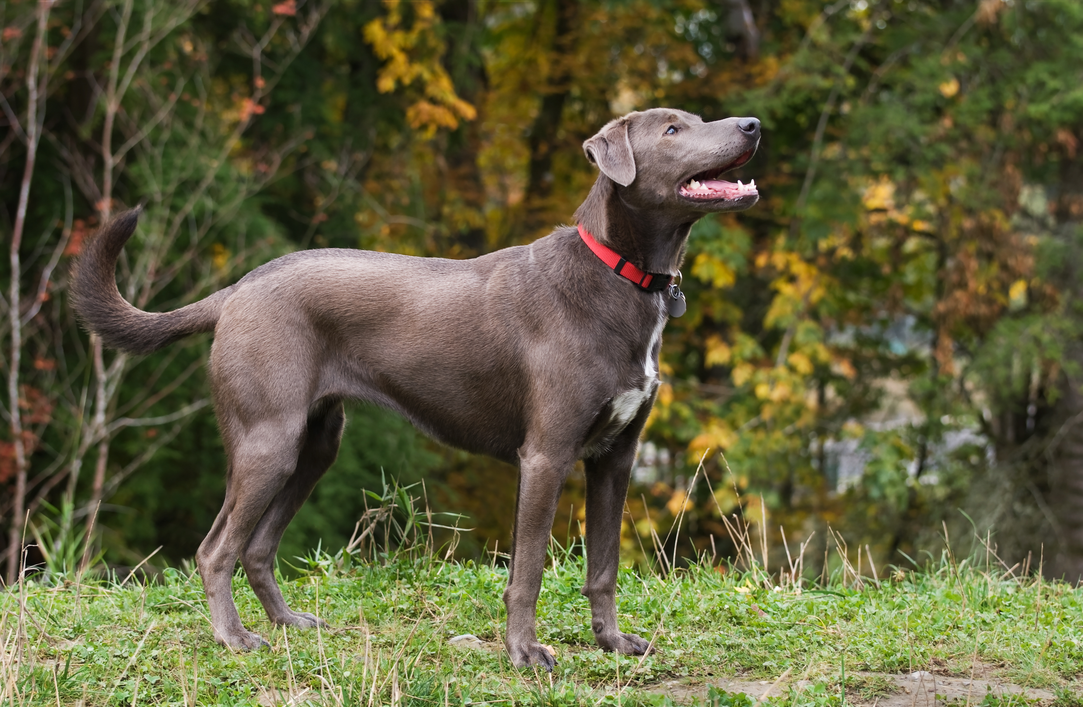 Blue store cur dog