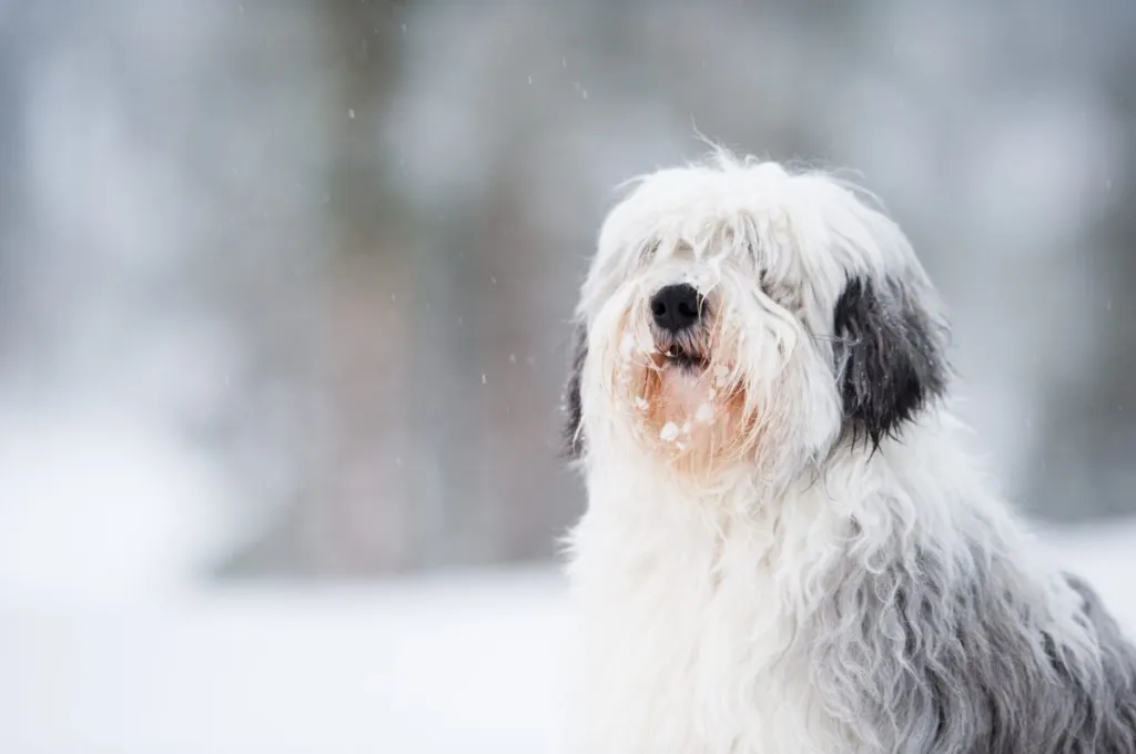 polish lowland sheepdog in the snow