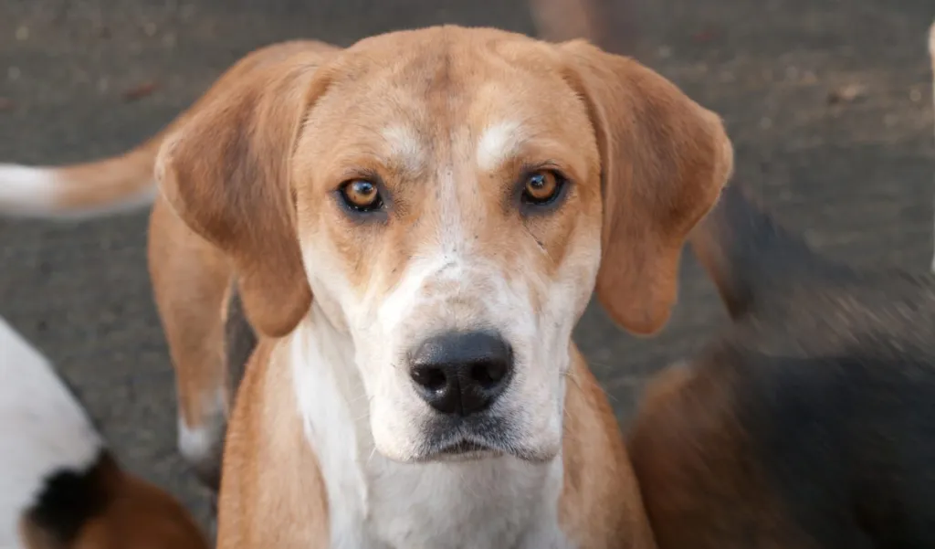 A Fox Hound looking at the camera