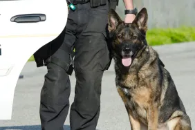 police dog standing next to handler by squad car