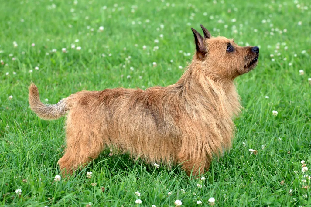 A portrait of an Australian Terrier on the spring meadow