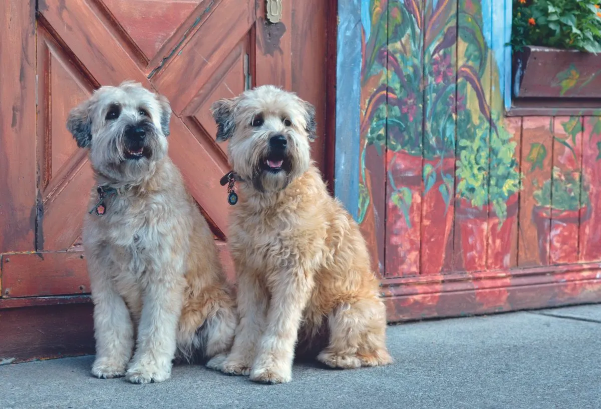 Black soft coated wheaten 2024 terrier