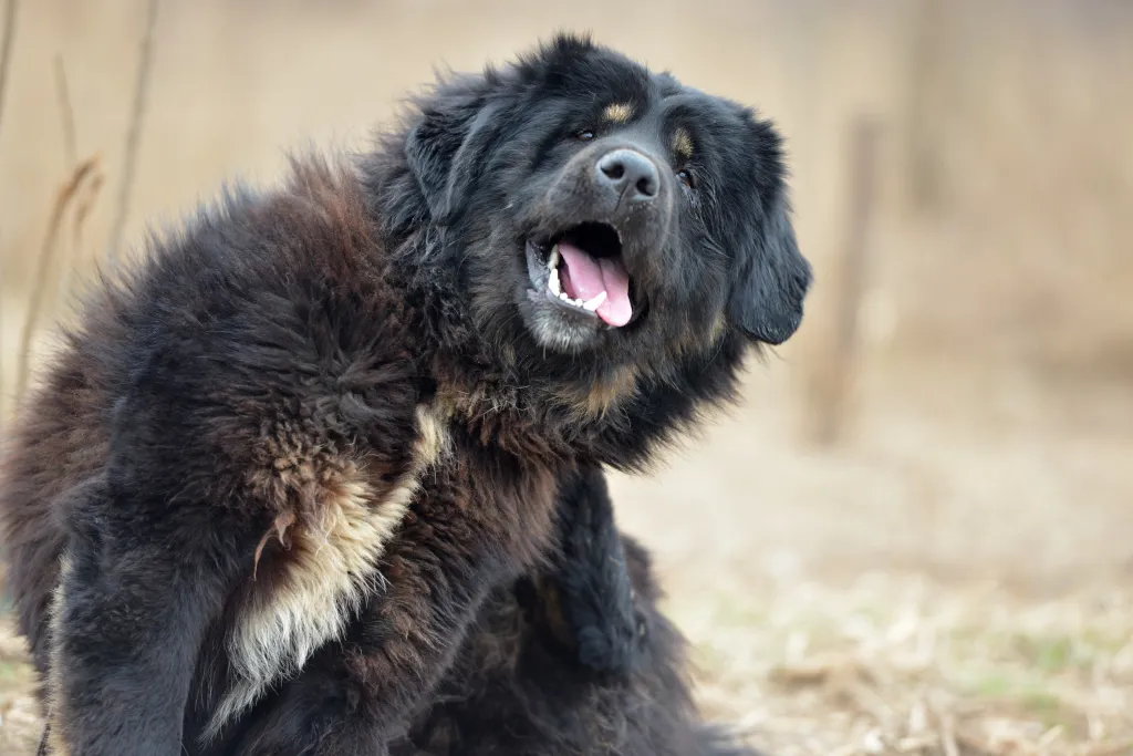 Black Tibetan Mastiff scratching his ear in a field.