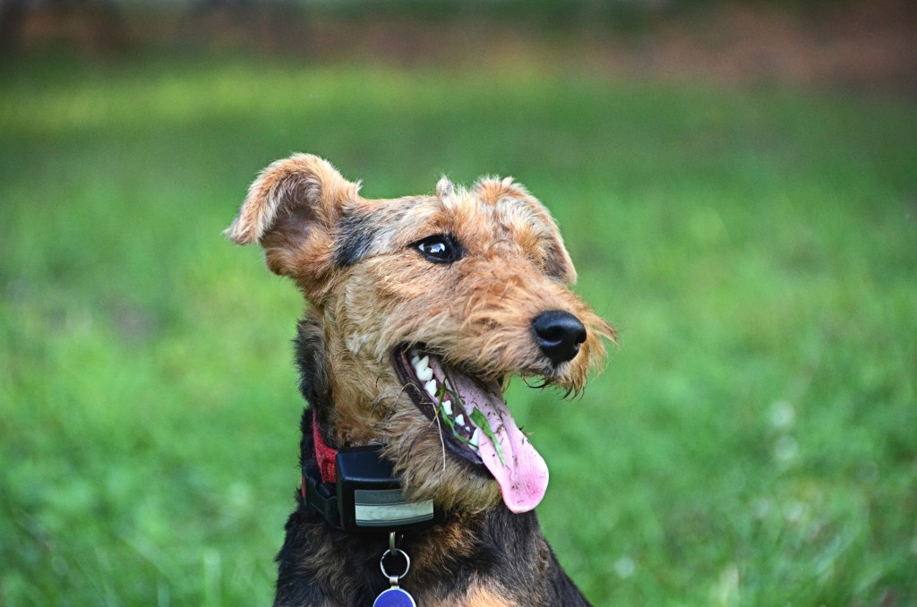 A young Welsh Terrier puppy dog sits in green grass.