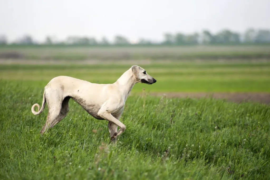 Arabian Greyhound (Sloughi)