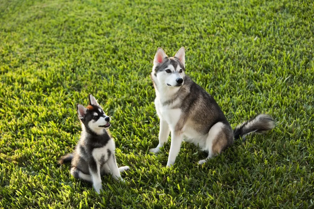 Alaskan Klee Kai Dog Breed Information and Characteristics