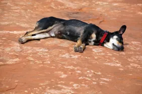 dead dog lying on desert ground