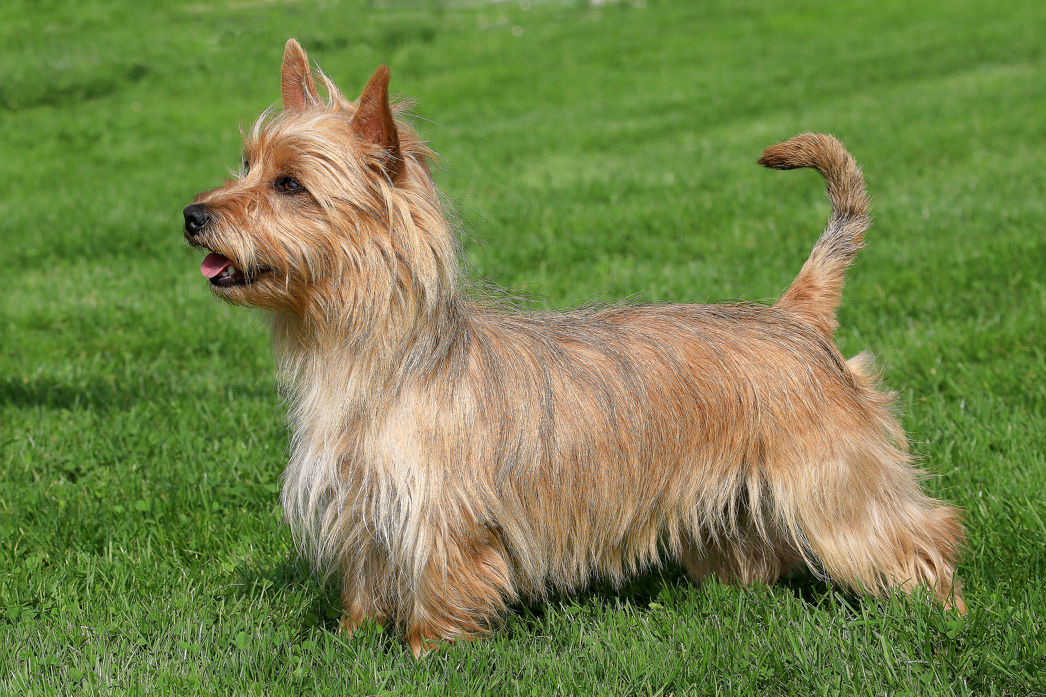 Black deals australian terrier