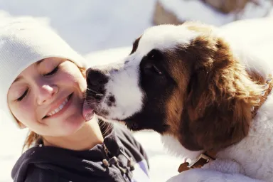 One of Switzerland's Saint Bernards licking a girl's face in his new social role as a support dog.