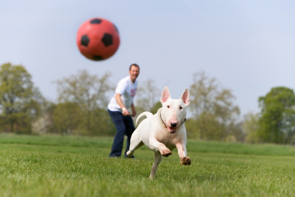 An English Bull Terrier suffering from congenital sensorineural deafness (CSD) enjoying a play session.