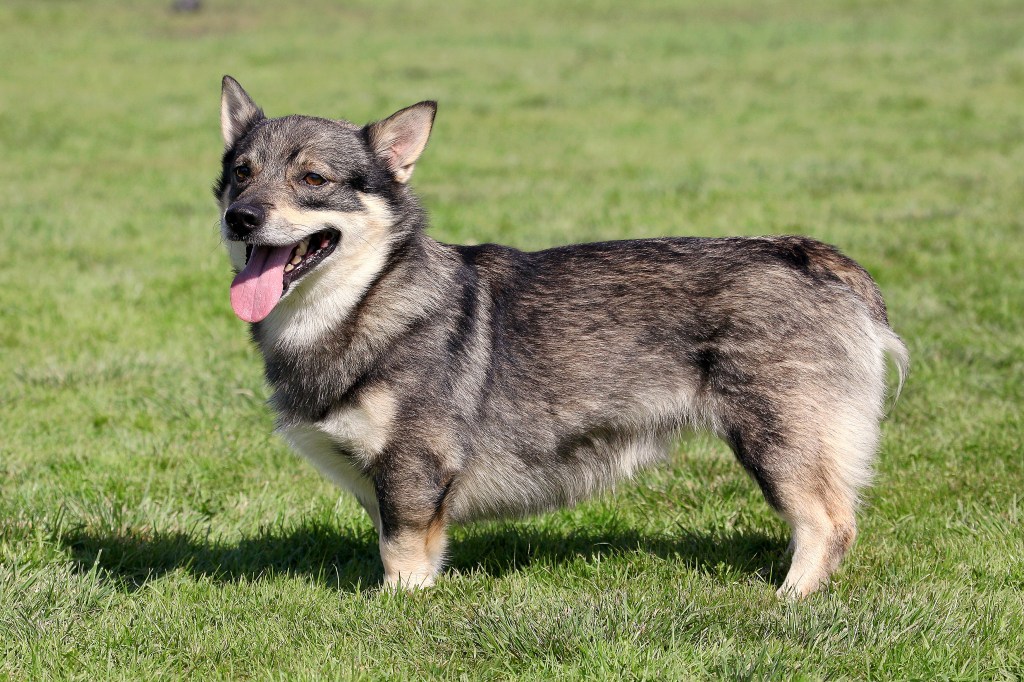 The portrait of typical Swedish Vallhund in the garden