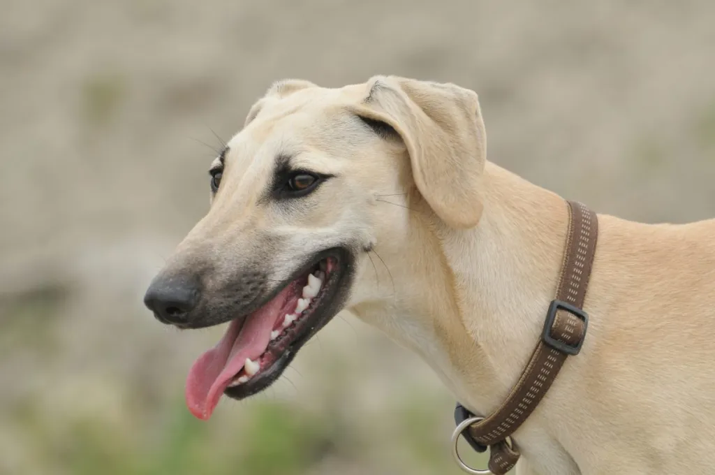 Arabian Greyhound (Sloughi)