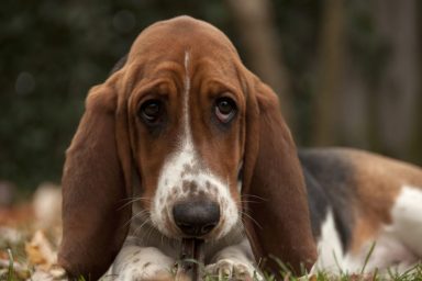close-up of sad basset hound with droopy eyes