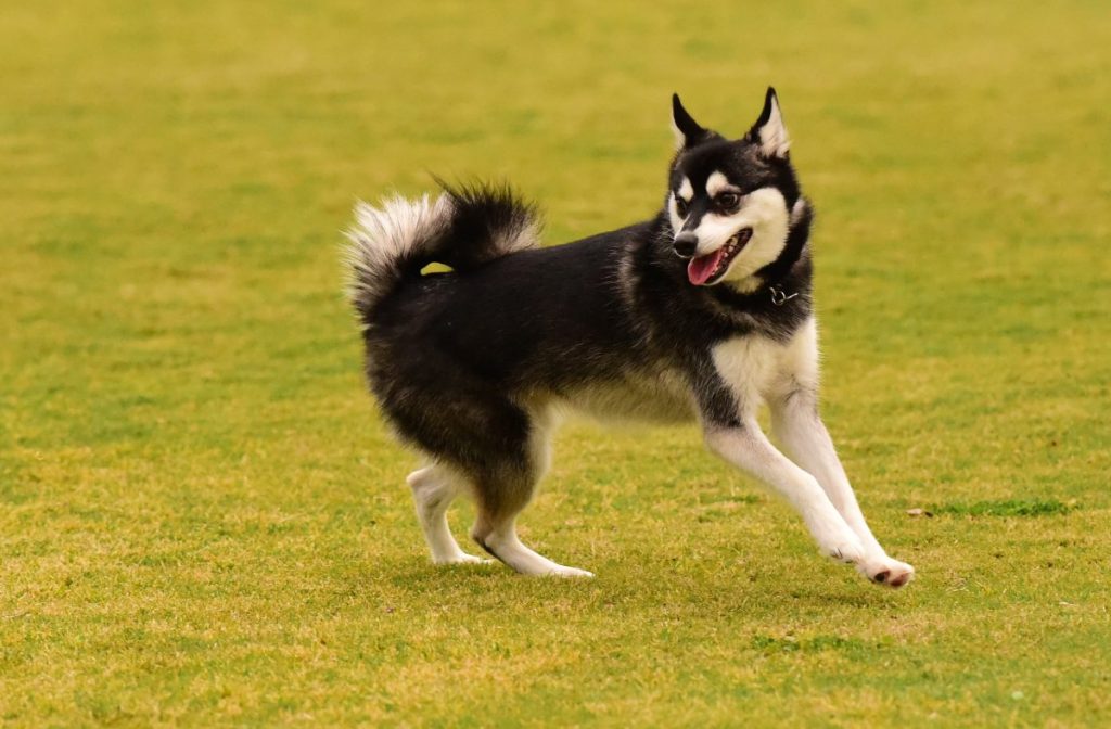 Alaskan Klee Kai Dog Breed Information & Characteristics