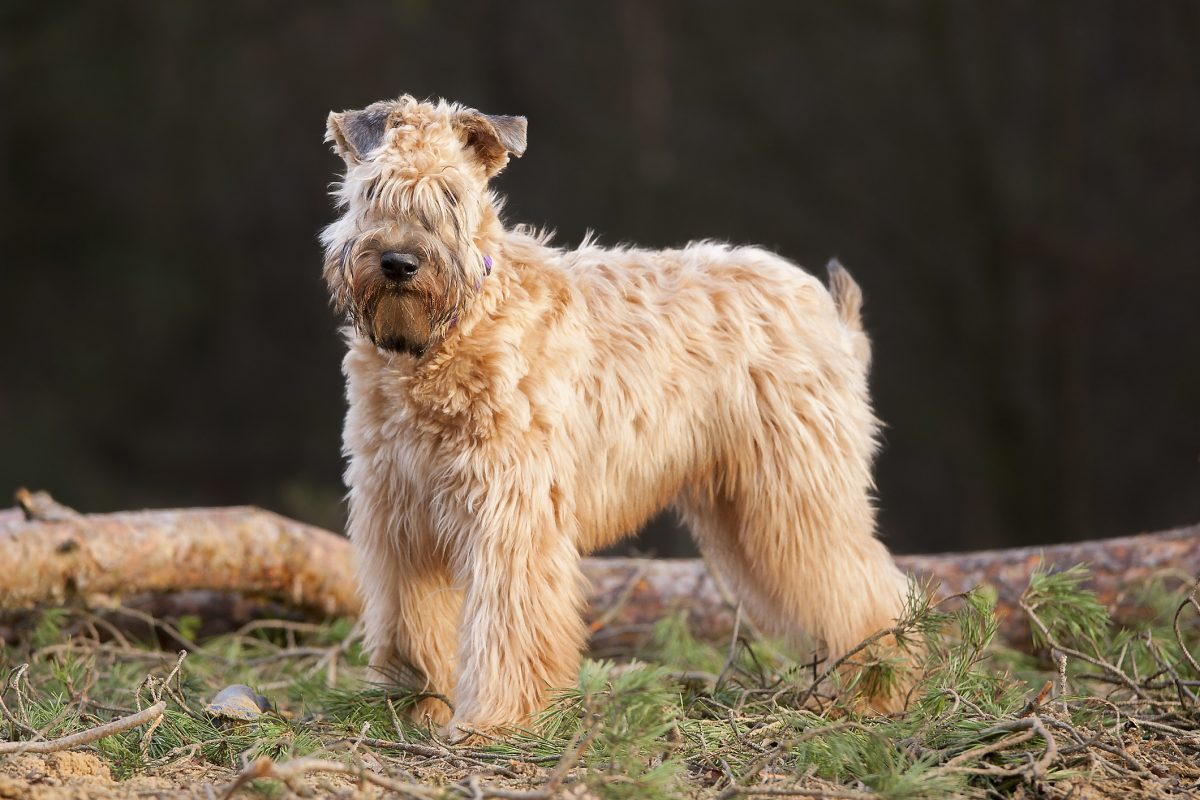 Irish wheaten terrier puppies best sale for sale