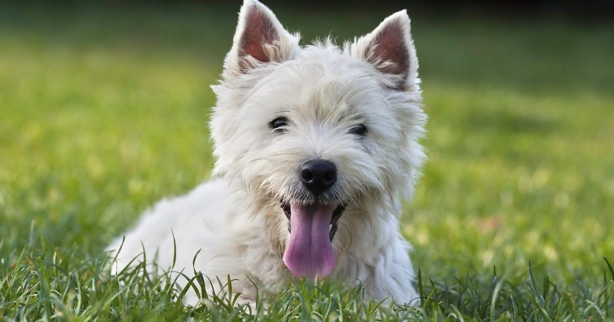 Cute westie puppy