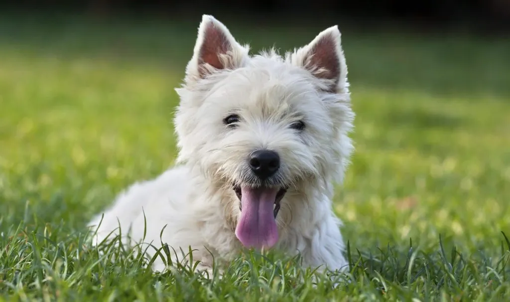 cute west highland white terrier
