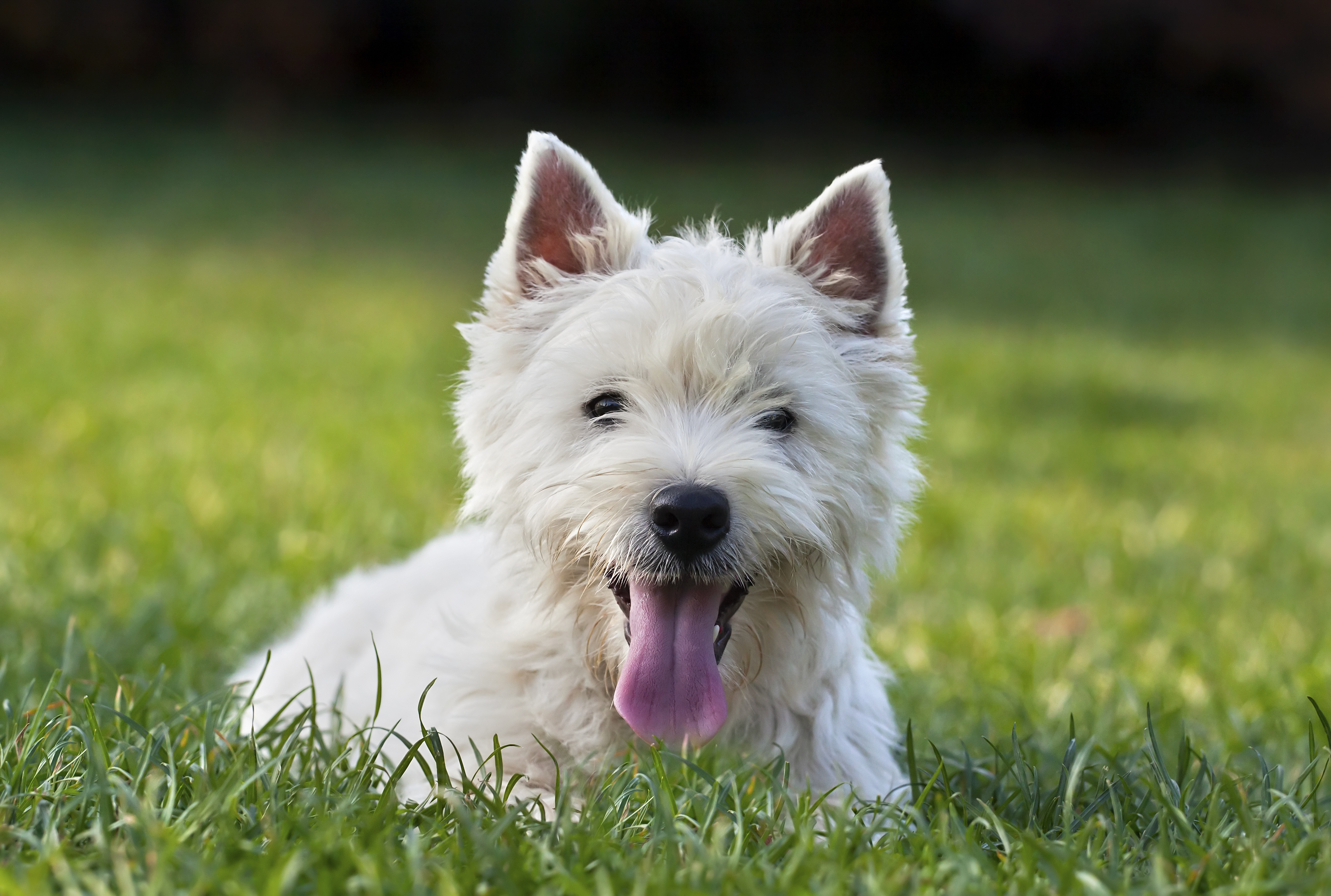 Short store haired westie