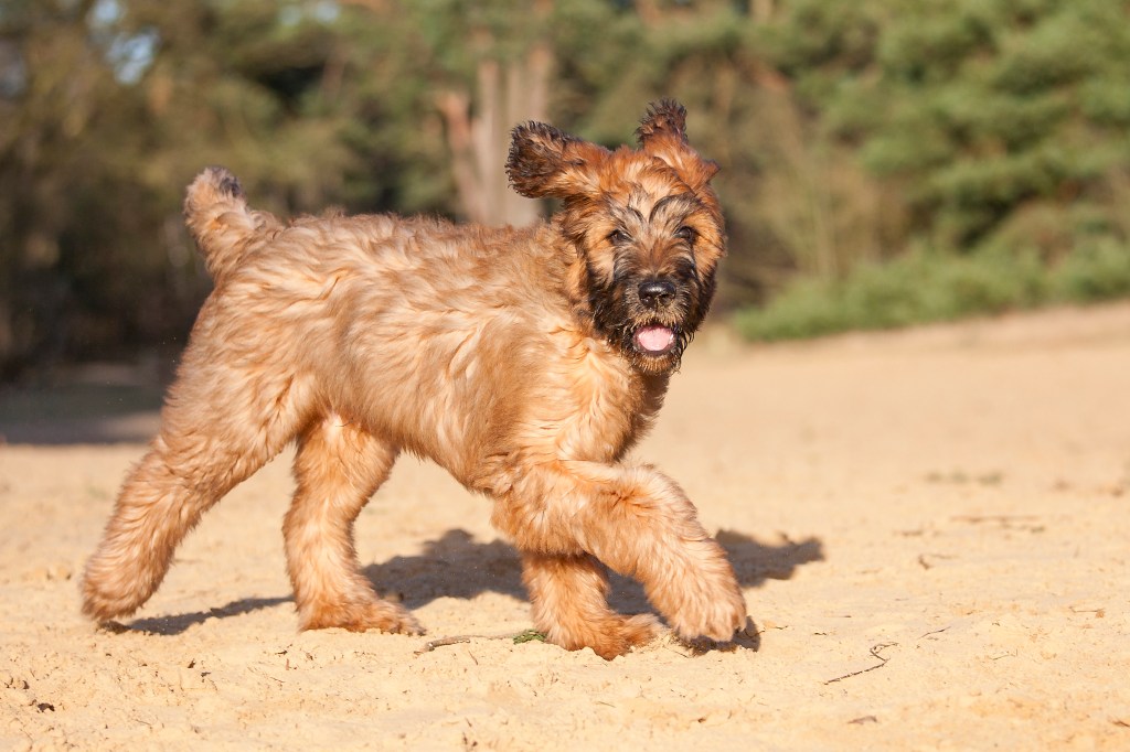 A walking Fauve Briard puppy walking on yellow sand looking strait in the camera.