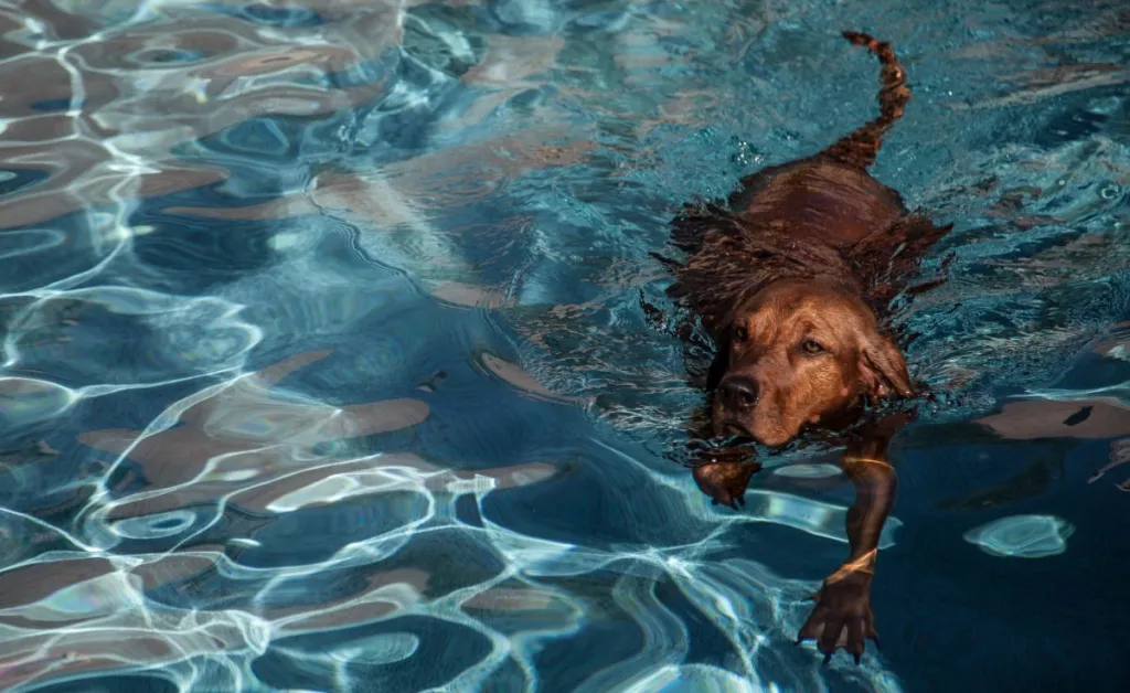 Redbone Coonhound dog swimming