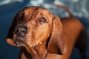 Redbone Coonhound in front of water.