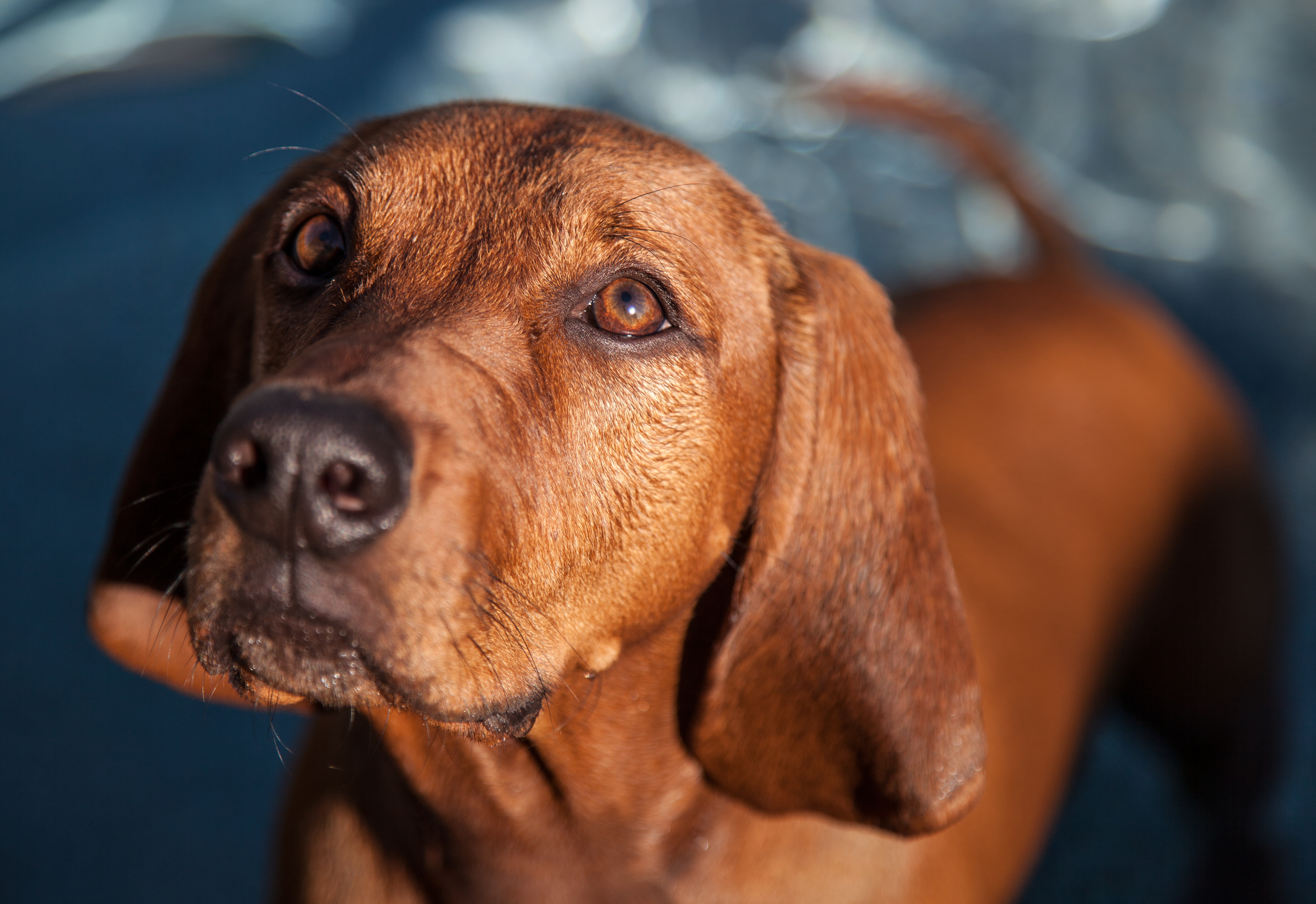 beagle redbone coonhound mix