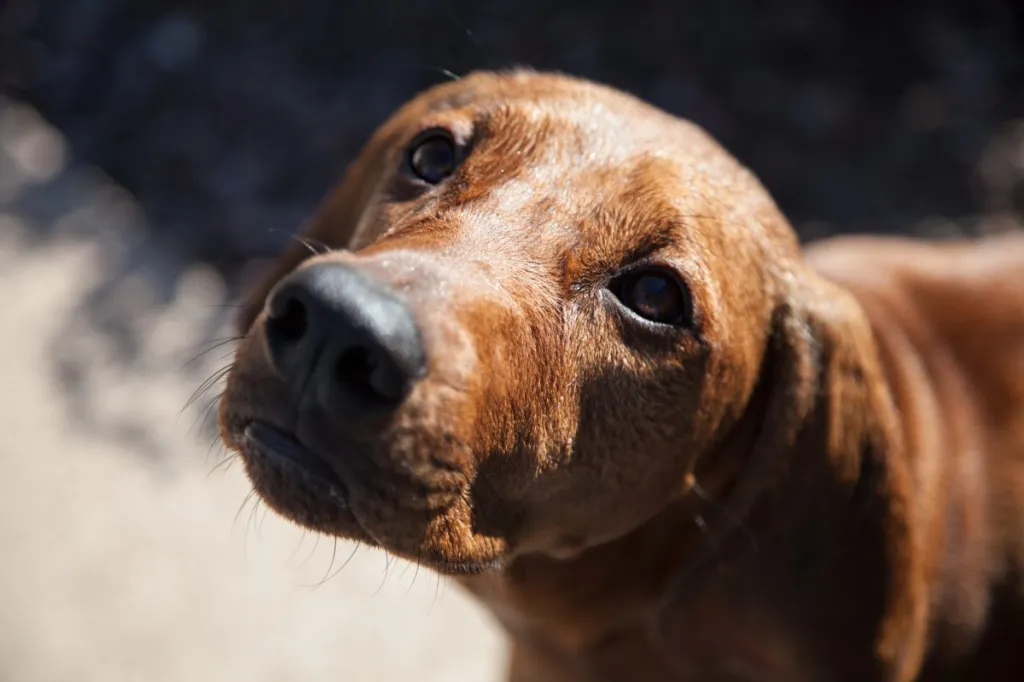 redbone coonhound closeup