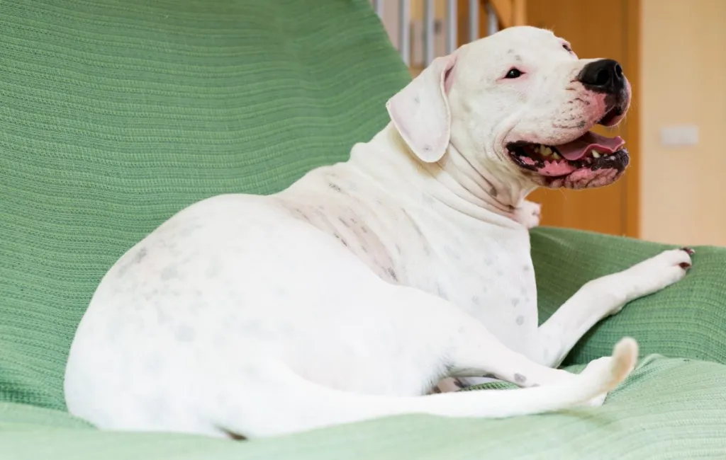 8 Dogo Argentino Facts For This Imposing Breed – Dogster