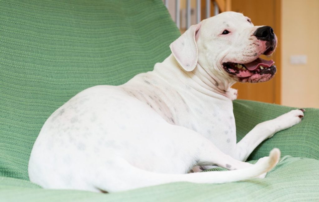 Extreme Dog Breeds: Dogo Argentino