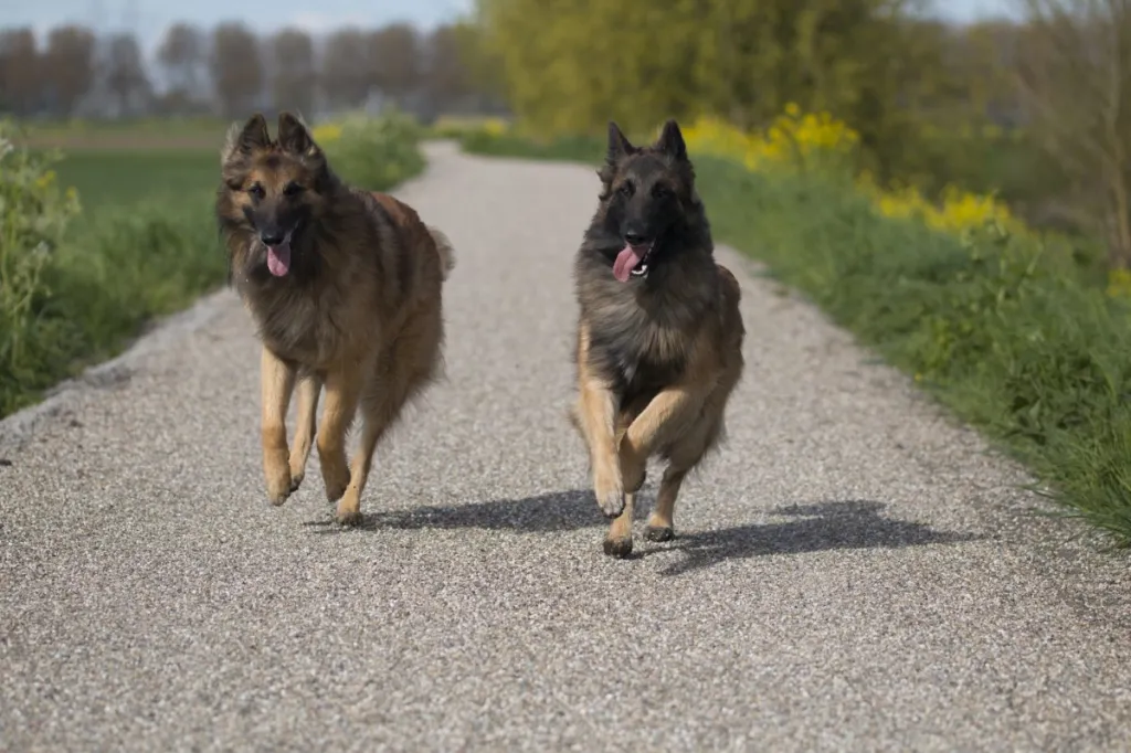 belgian teruven running